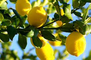 Growing Eureka Lemons 