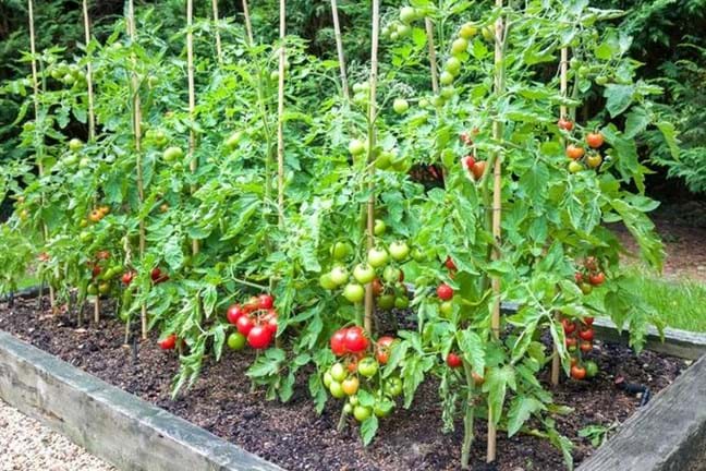 Established Tomato Plants With Red Fruit Ripening Staked Garden Bed 800X451px LS