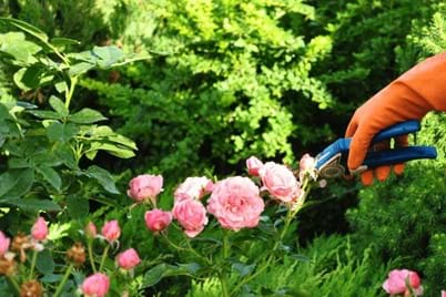 How to prune your roses
