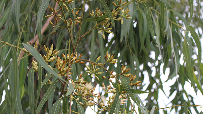 How To Grow Eucalyptus