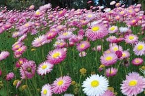 How to Grow Pink Paper Daisy
