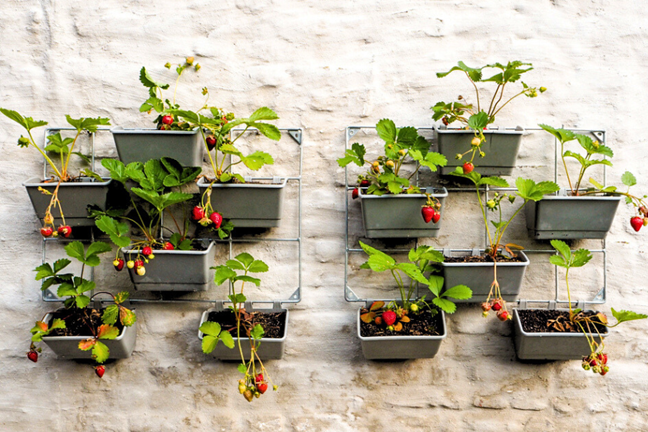 strawberries growing in pots on a vertical wall