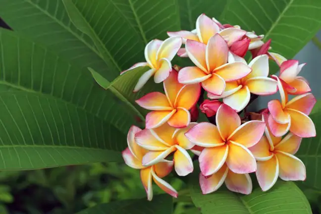 Close up of Frangipanis in bloom.