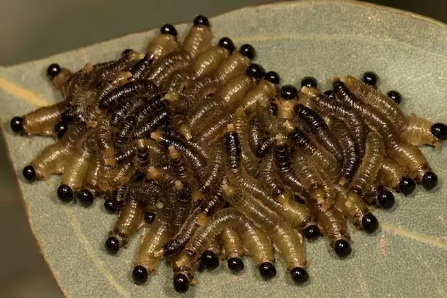 Sawfly Larvae 800X451px