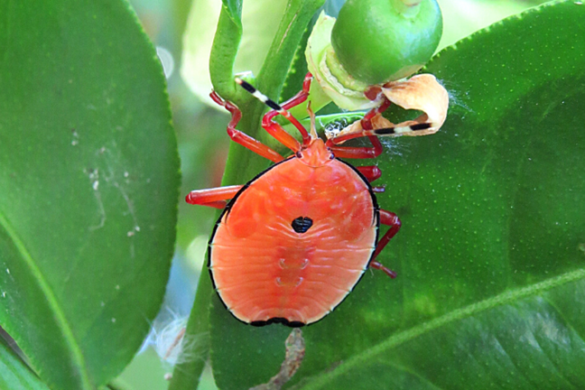 Bronze Orange Bug on Citrus tree