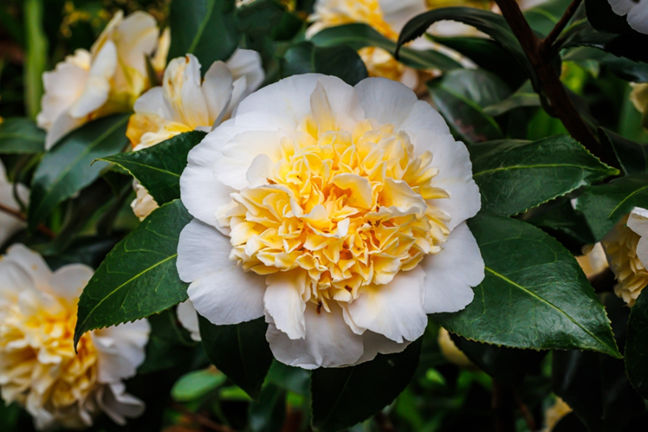 Camellia japonica Brushfield Yellow - large double flower with light yellow petals with a deeper yellow centre