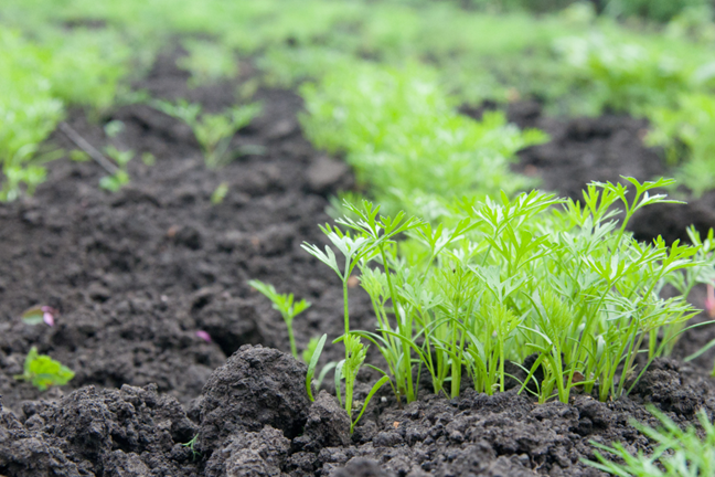 rows of carrot seedling, up to 4 cm tall, growing in a garden bed with bare soil