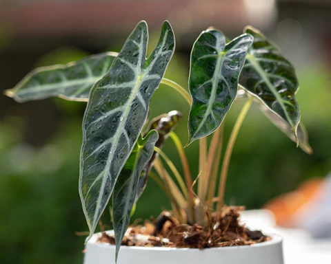 How to Grow Elephant Ears 'Alocasia'