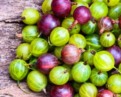 How to Grow Gooseberry