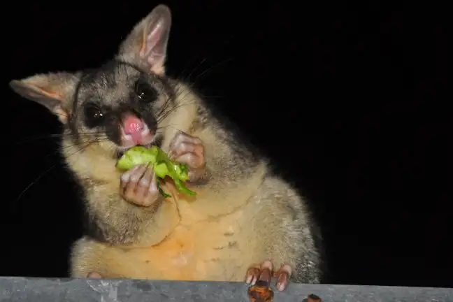 brushtail possum chewing on a leaf at night
