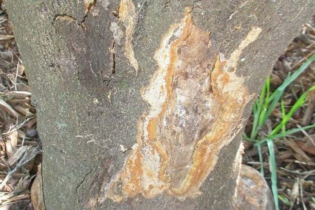 base of a citrus tree trunk where the bark appears torn off - a symptom of collar rot