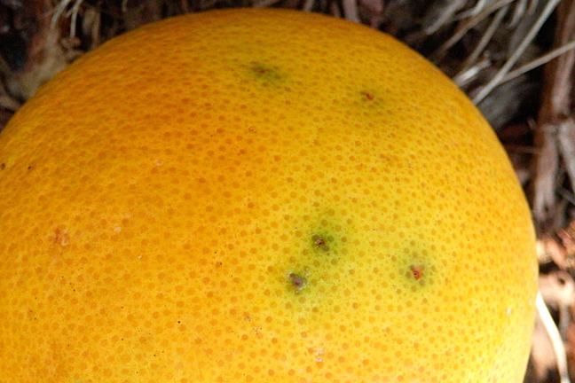 Fruit Fly Marks Orange 800 451 Px Elise Dando