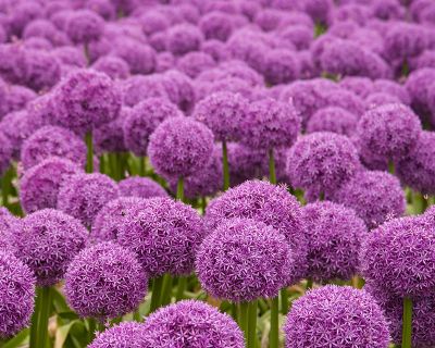 Image of Alliums (Allium spp.) plant