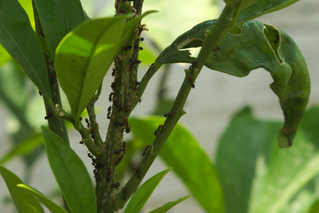 ants covering the stem of a citrus tree farming scales