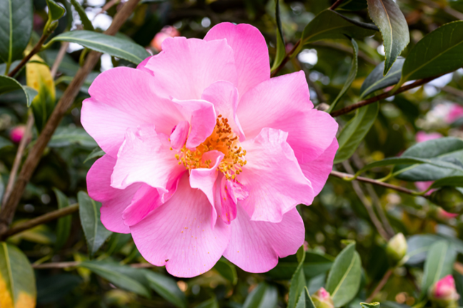 Camellia reticulata pale yet bright pink flower