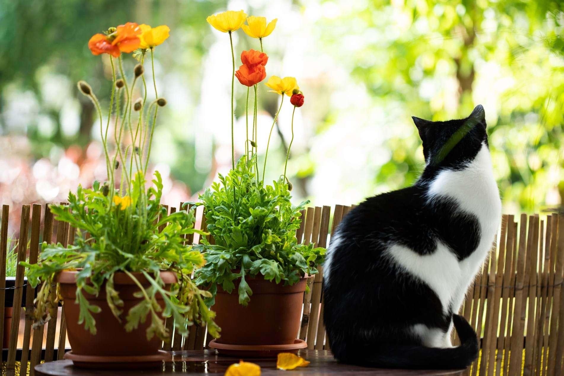 shutterstock_1420140332-poppies-pot-with-cat