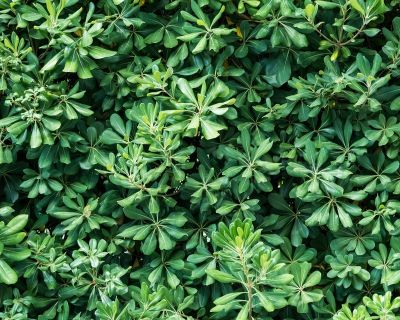 How To Grow Pittosporum