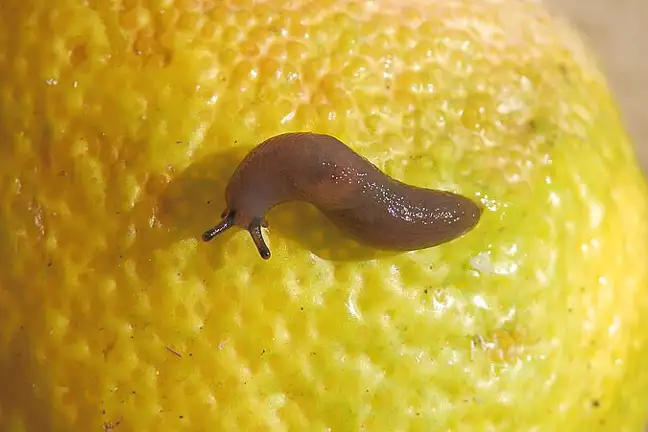 Slug 800451Px LS ED