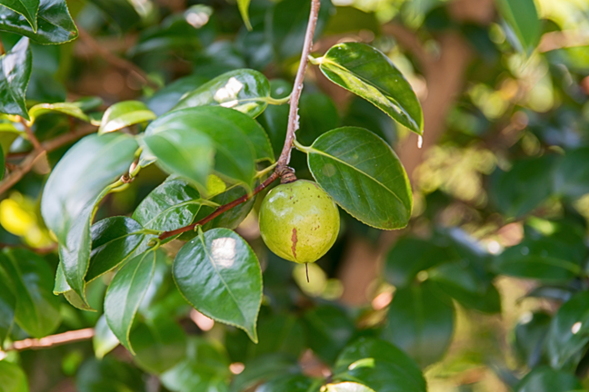 camellia fruit - round green ball hanging singularly on the tree