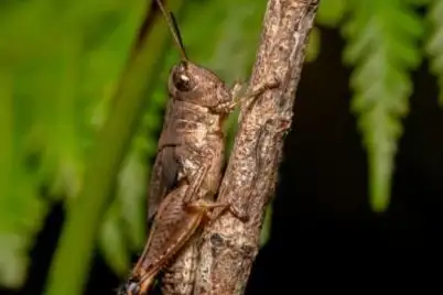 Grasshoppers