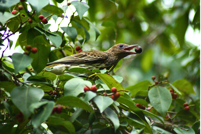 figbird feeding on figs