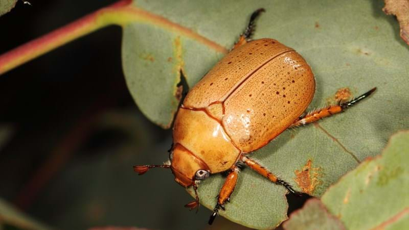 What are Scarab Beetles & How to Control Them in Your Lawn & Garden | Yates