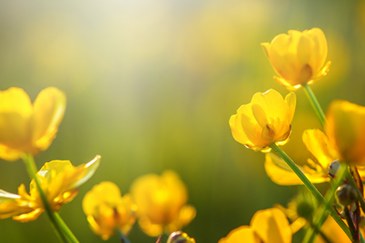 Spring flowering tips for you