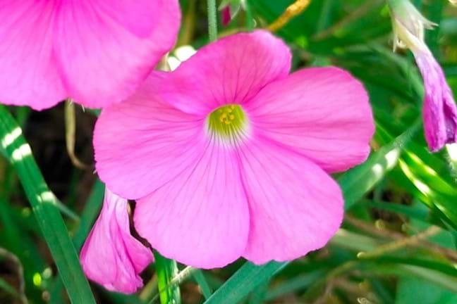 Pink oxalis oxalis debilis var. corymbosa close-up up of pink flower 5 petals 