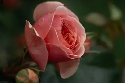 Winter Gardening Essentials