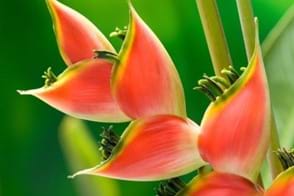 How to Grow Heliconia