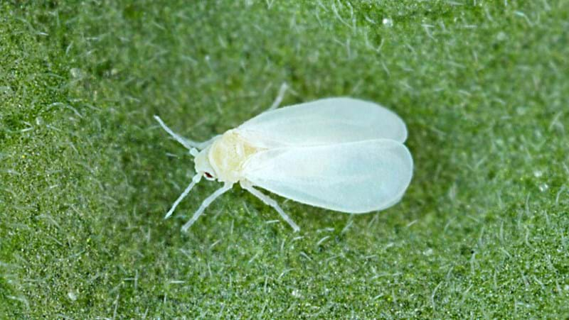 What Are Whiteflies How To Control Them In Your Garden Yates