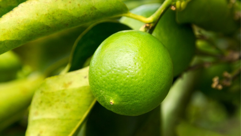 How to Grow a Lime Tree in Australia Citrus Growing Guide