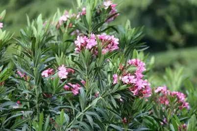 Oleander