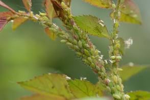 Aphids clustered along Rose stems