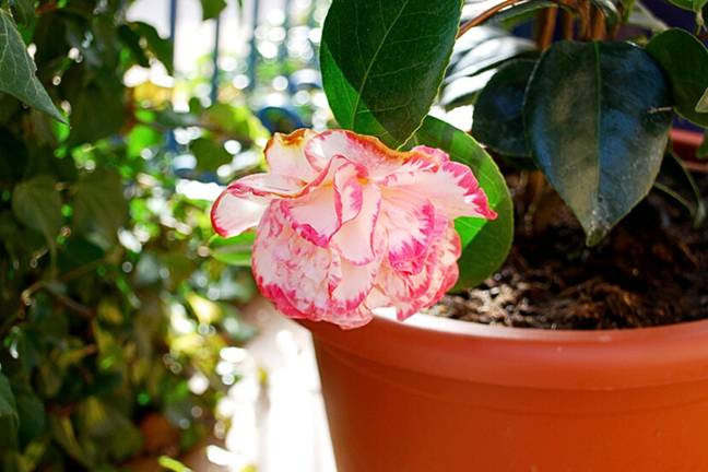 potted camellia with a white flower and petals having pink edges