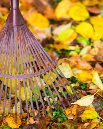 Preparing your lawn for winter in autumn