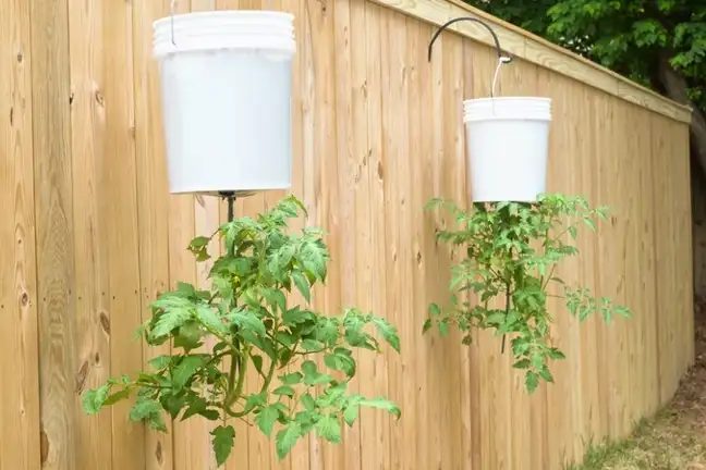 Upside Down Tomato Plants 800X451px LS