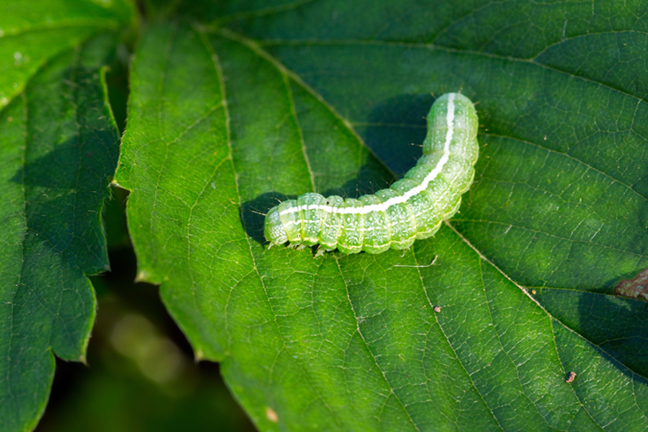 Green Caterpillar On Green Leaf Image