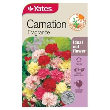 carnation-fragrance