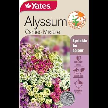 alyssum-cameo-mixture