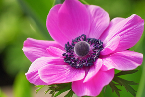 close- up of a large bright pinky-purple anemome flower