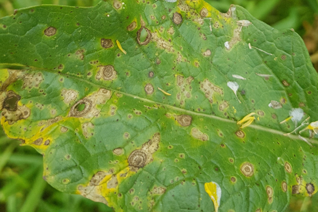 Diseases Alternaria Leaf Spot
