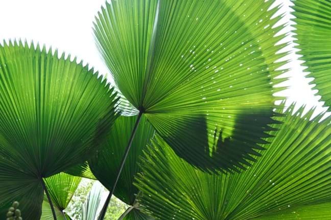 close up of 4-5 leaves of an elegant fan palm