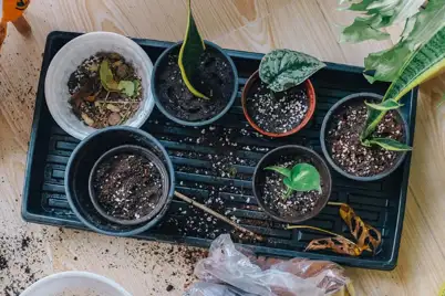 How to grow more plants for free