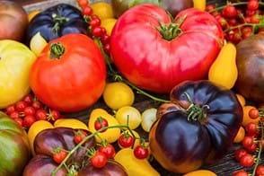 Tomato Types & Varieties