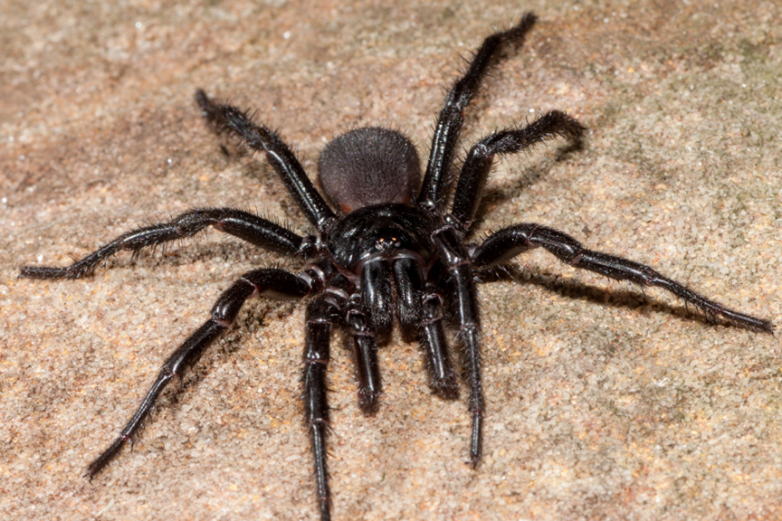 How To Get Rid Of Funnel Web Spiders In Your Home