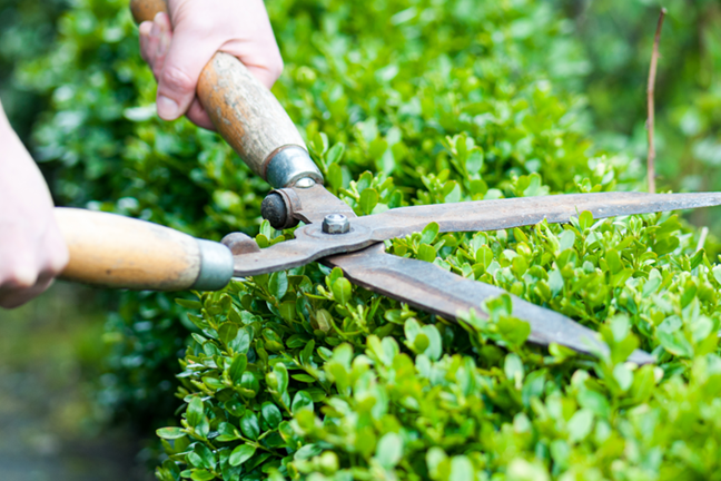 Hedge Trimming Image