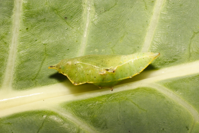 small and green pupa sitting on a brassica leaf