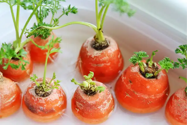 8 carrot tops sitting in a white saucer of water with carrot leaves and some fine white root hairs growing off the side