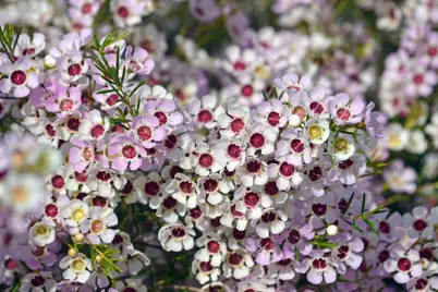 Adding native plant to your garden